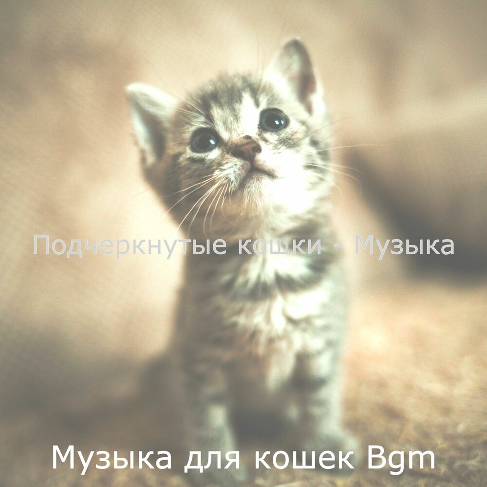 Музыка музыка кошка моя. Музыка музыка кошка моя. Музыка для кошек. Песни про кошек. Музыка музыка кошка моя.
