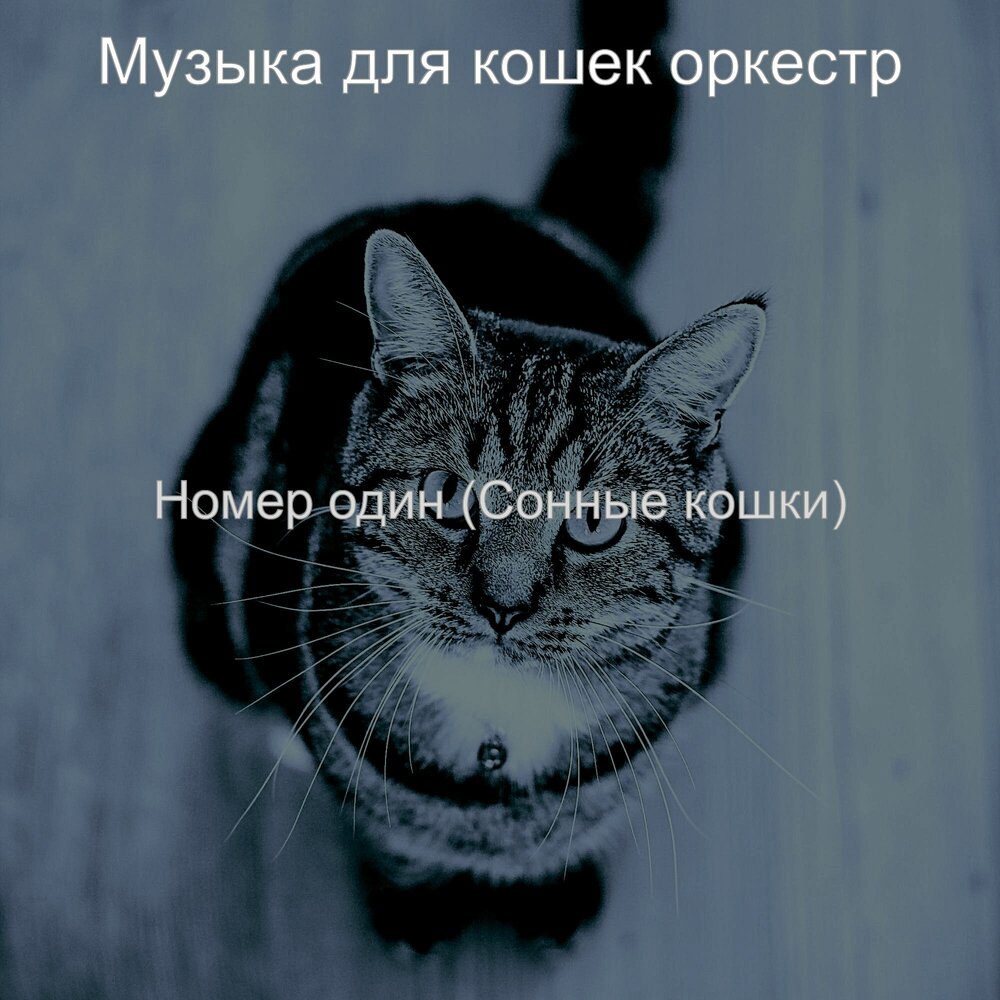 Есть музыка кошек. Песни про кошек. Музыка для кошек. Песня про кошку. Настроение кошки.