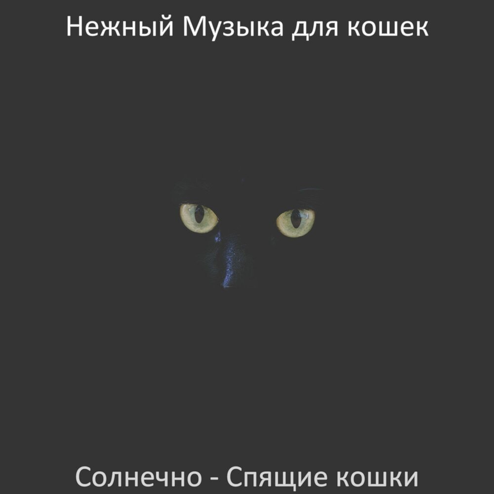 Мой любимый котенок. Музыка для котят успокаивающая. Слушать песню котенок мой. Котята и музыка. Слушать песню котенок мой.