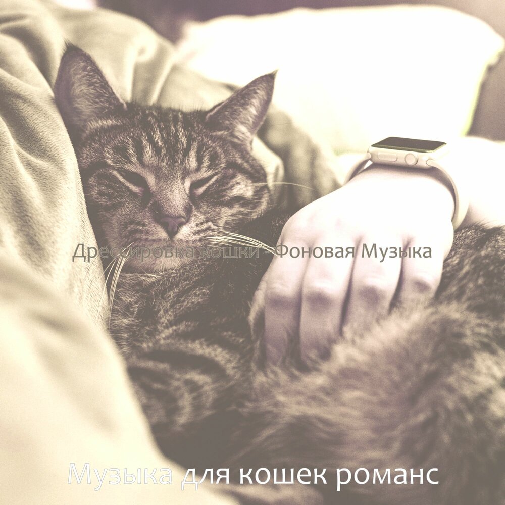 Песня к коту на пару. Sweet Romance кошка. Music Cat Romance.