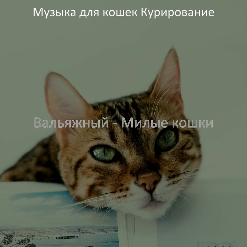 Кошачья музыка для кошки слушать. Кошачья музыка для кошки. Песни про кошек. Музыка для сна кошек. Плейлисты для кошек.