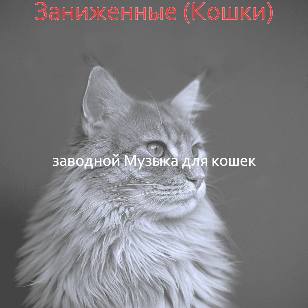 Коши слушать. Заниженная кошка.