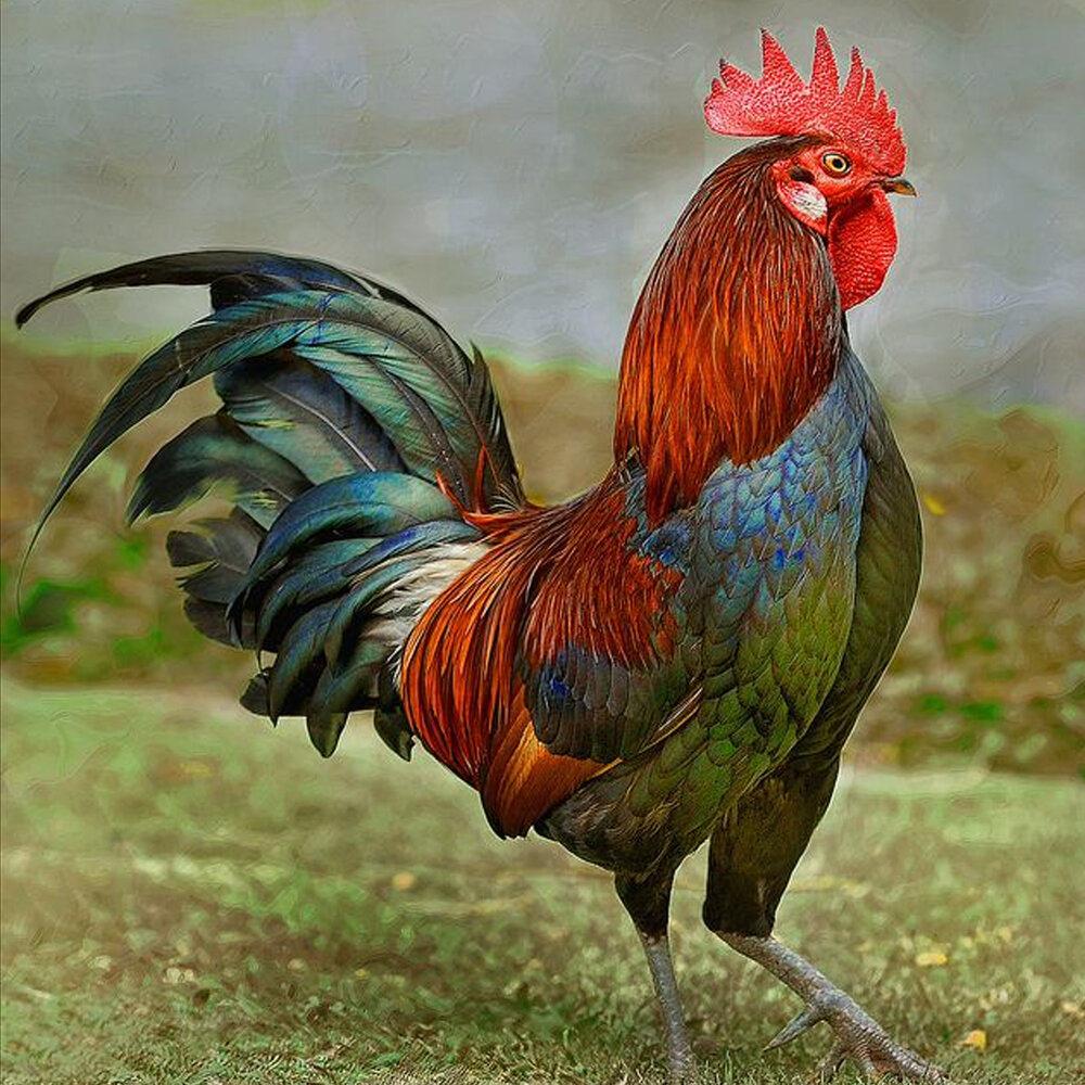 Aggressive Rooster Animals Music слушать онлайн на Яндекс Музыке.