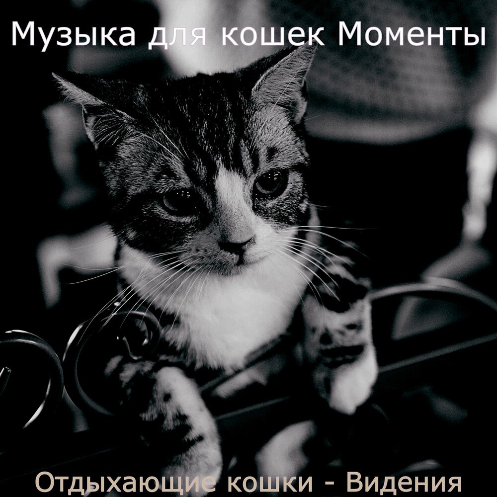 Кошка песня слушать. Песня про кошку. Музыка для котят. Кошачья музыка для кошки слушать. Кошечки СЛУШАЮТ музыку.