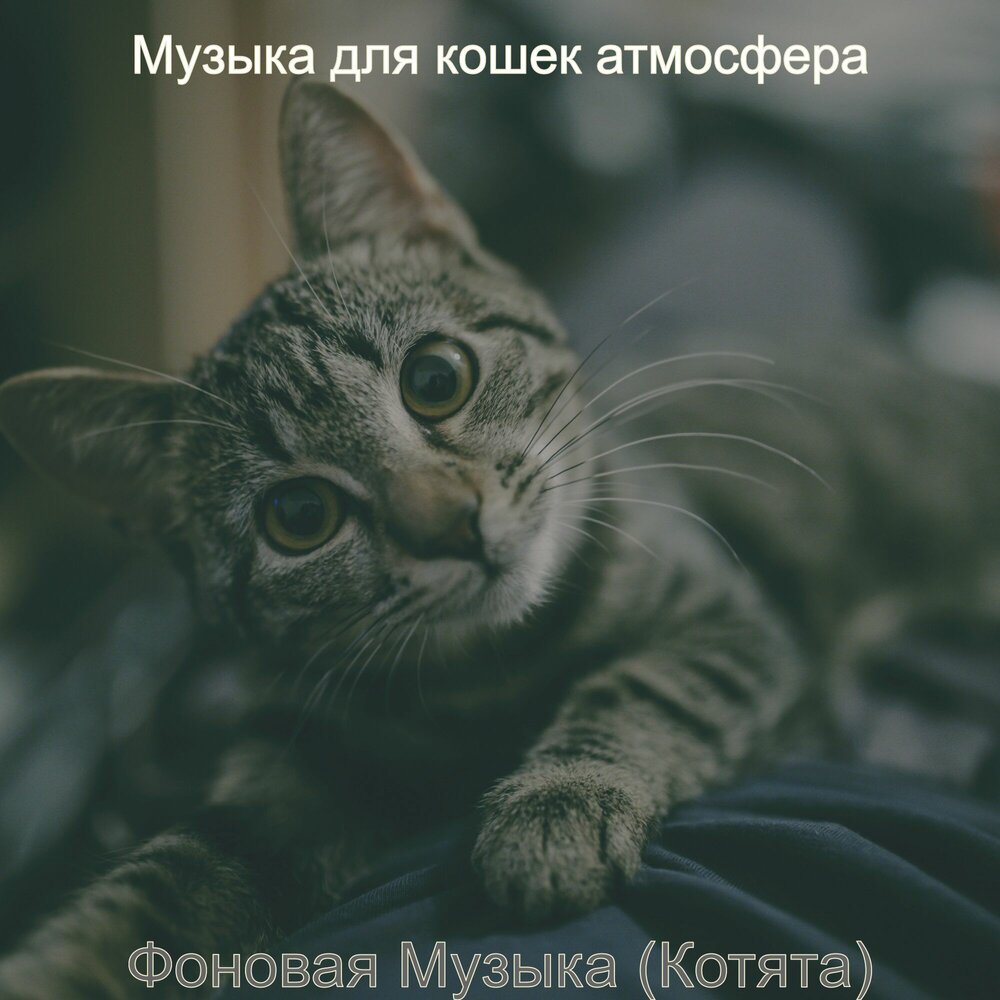 Музыка для кошек. Мелодия кот. Музыка для котят. Песня про кошку.