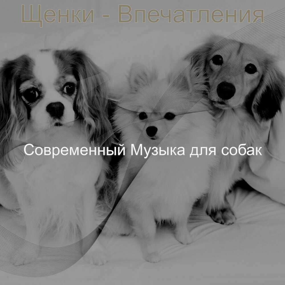 Любимую собачку песня. Щенки тихо я. Щенок слушает музыку. Собака слушает.