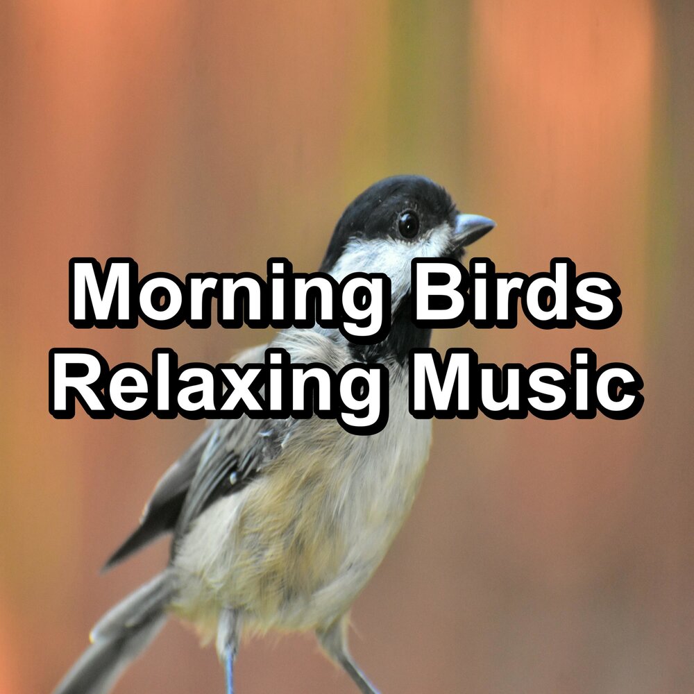 Слушать музыку птицы релакс. Calm Bird. Luh Calm Bird.