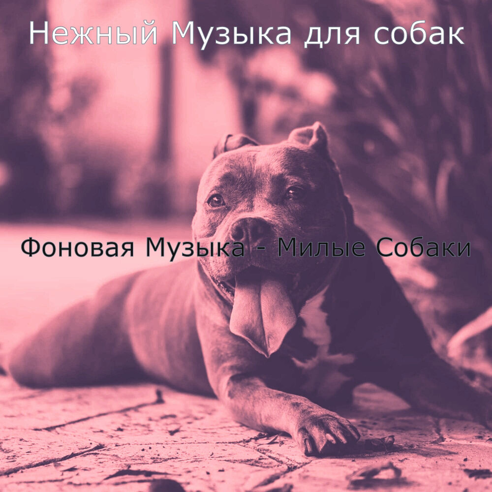 Песнь о собаке слушать. Собачьи мечты. Собака музыка. Собака слушает музыку. Ласковый пес песни.