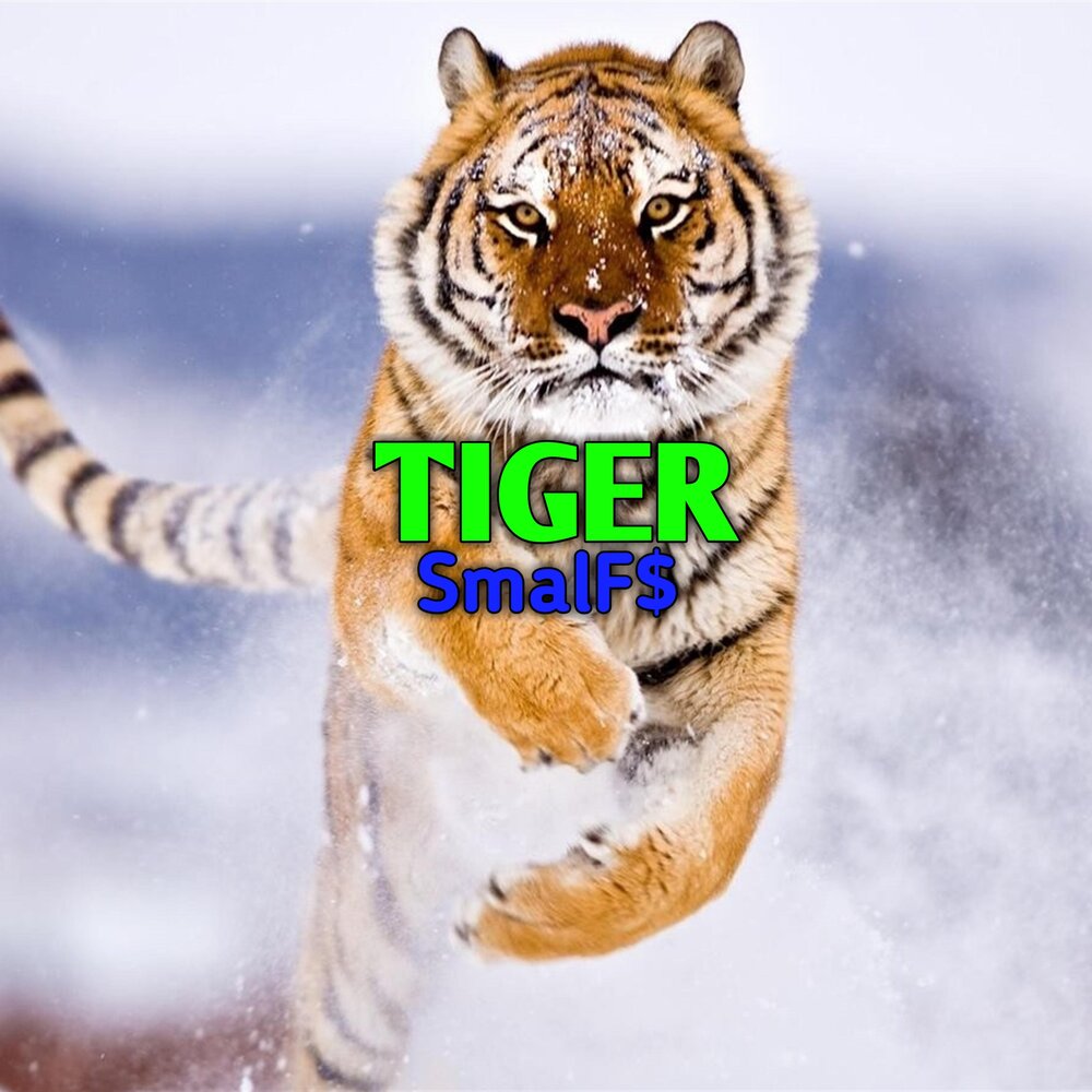 Тайгер слушать. Тигр слушает музыку. Тигр Rap. Звук тигра слушать.