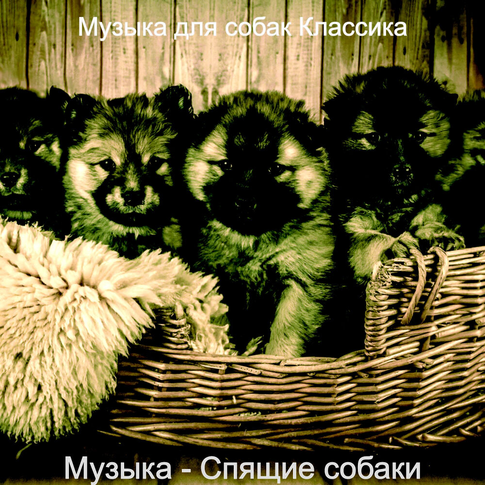 Оригинал песни она собака. Щенки песни. Щенки исполнитель. Альбомы и песни щенки. Песня про собаку.