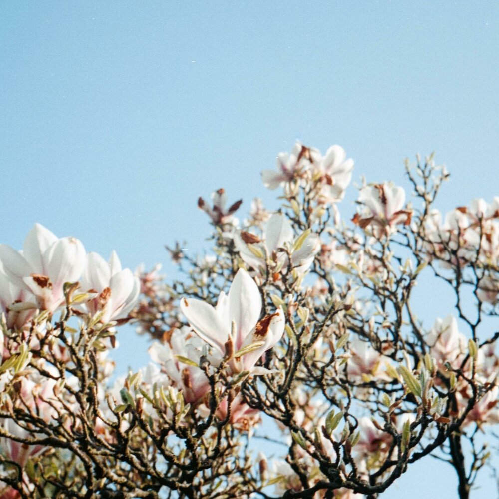 Flowers listening. Египет весной цветы. Египет весной.