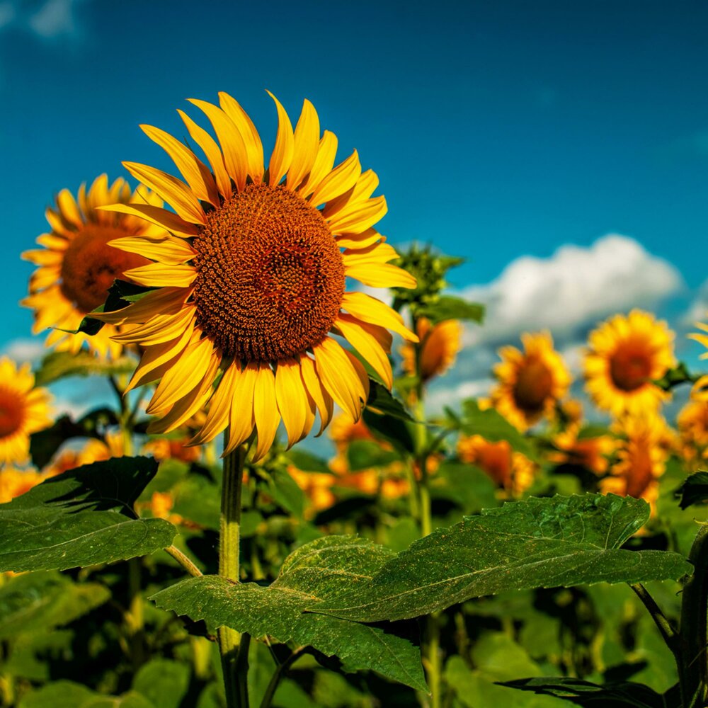 Подсолнечник 2. Nuseed подсолнечник. Красивые Подсолнухи. Фото подсолнухов. Цветы и солнце.