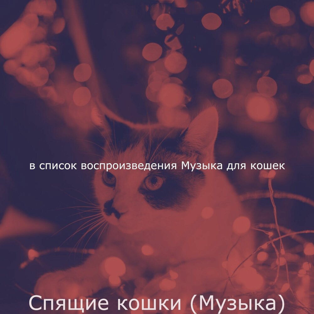 Песня про кошку. Музыка для сна кошек. Cats Orchestra.