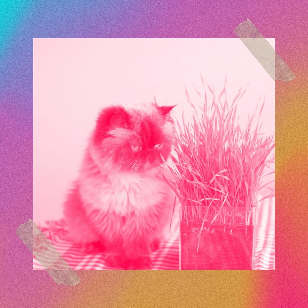 Оранжевые обои на телефон с котами и музыкой эстетика. Нежный кот. Кот созерцает. Нежный кот. Нежные коты песня.