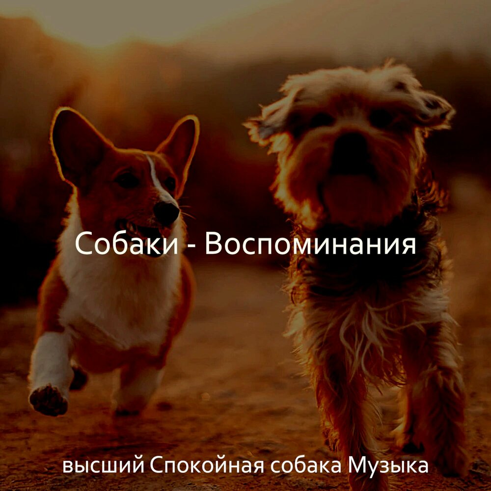 Собака воспоминания. Собака музыка. Песня про собаку. Пёсик песня.