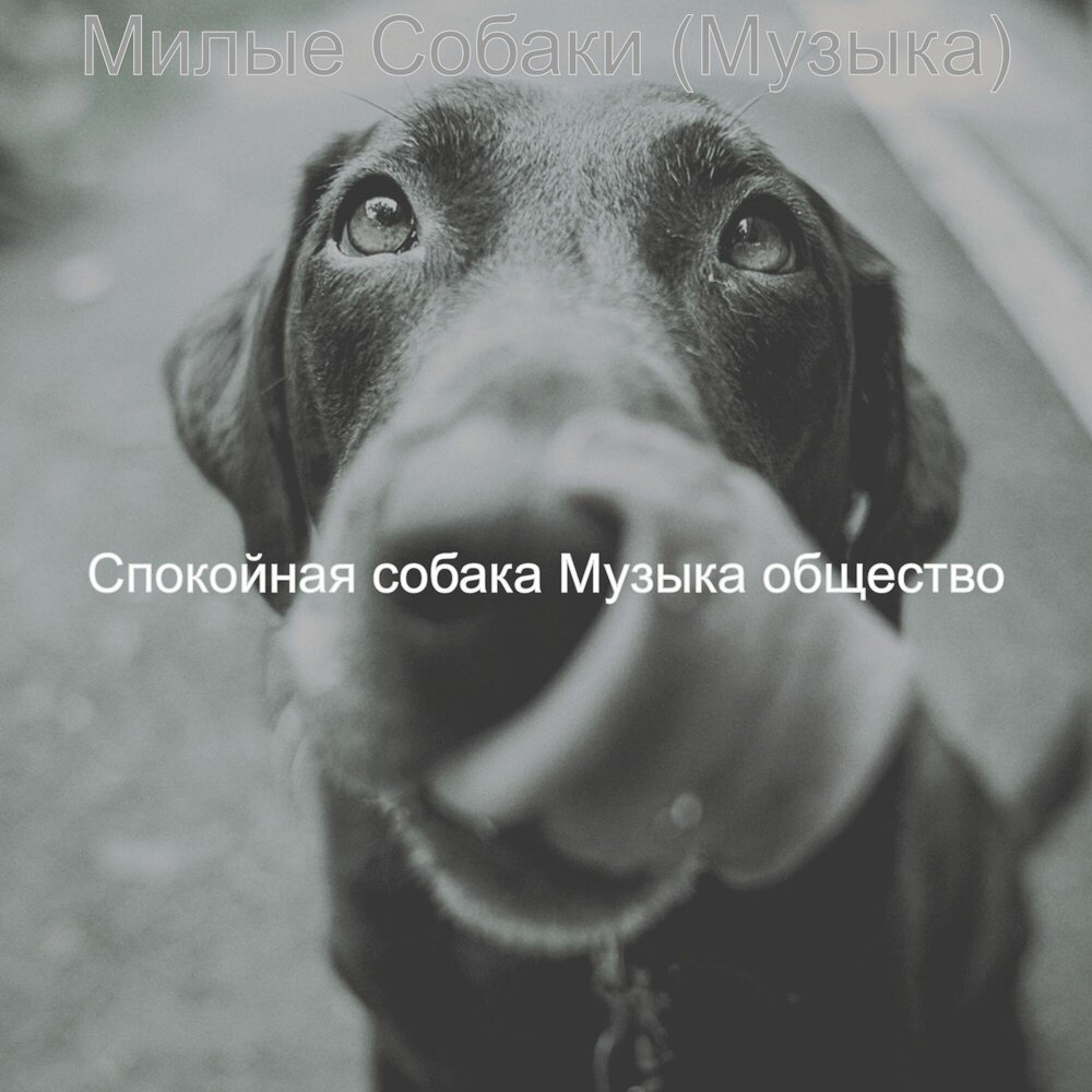Собака слушает музыку. Собака музыка. Песня мой пес слушать. Песня мой пес слушать. Собака музыка.