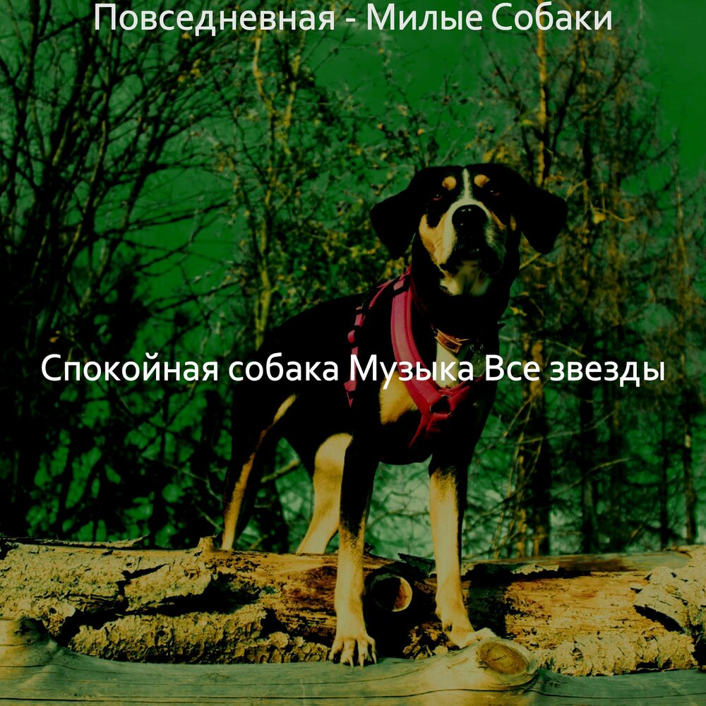 Песня пес. Любитель собак песня. Альбомы и песни щенки. Моя собака песня.