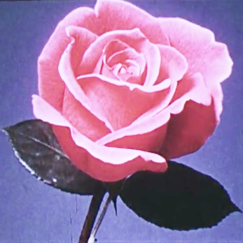 YandexMusic profile picture