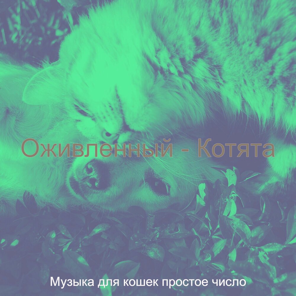 Променял на ободранную кошку. Мяу ты. Сумасшедшая гармошка. Матерый кот. Променял на ободранную кошку.