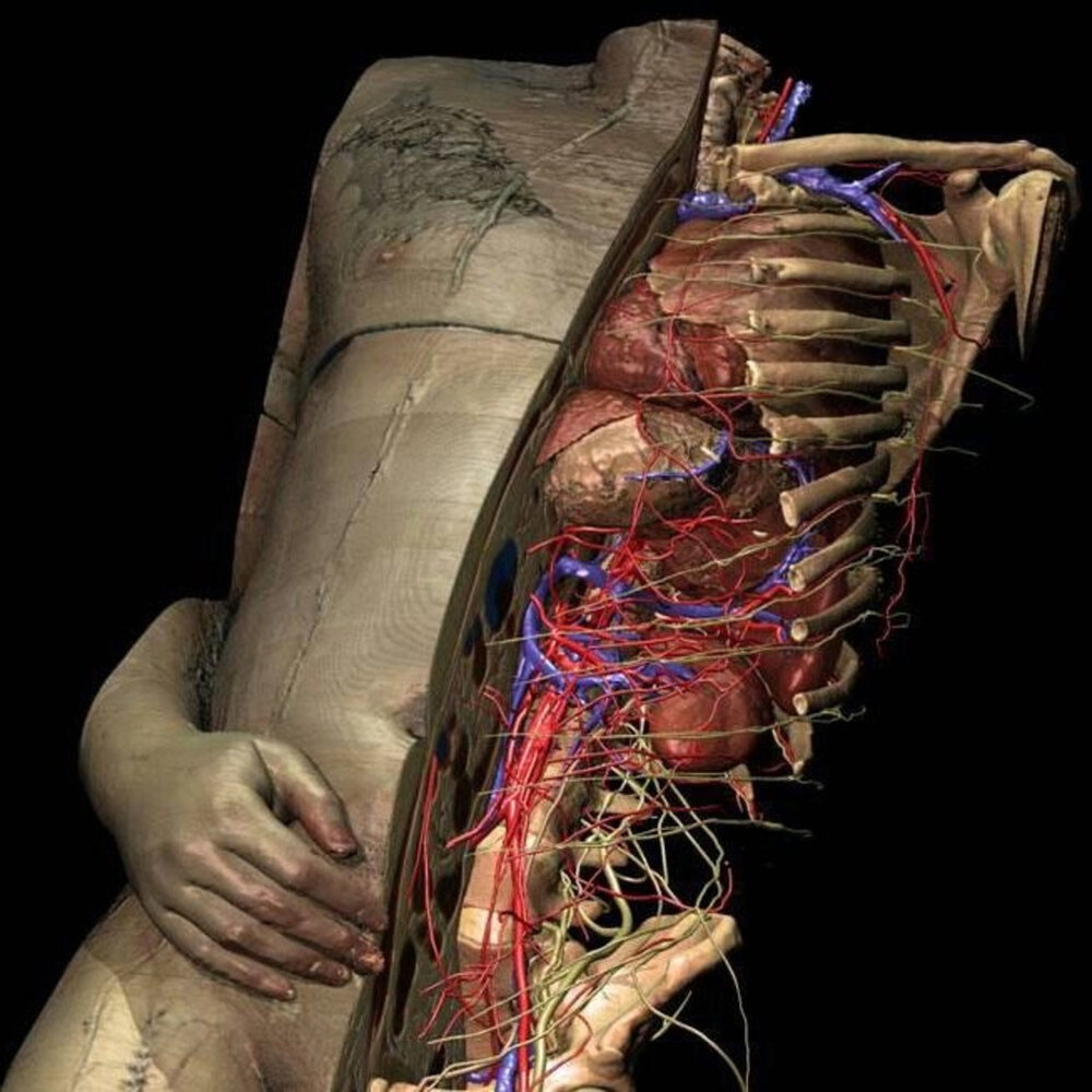 Анатомия внутренних органов человека 3д