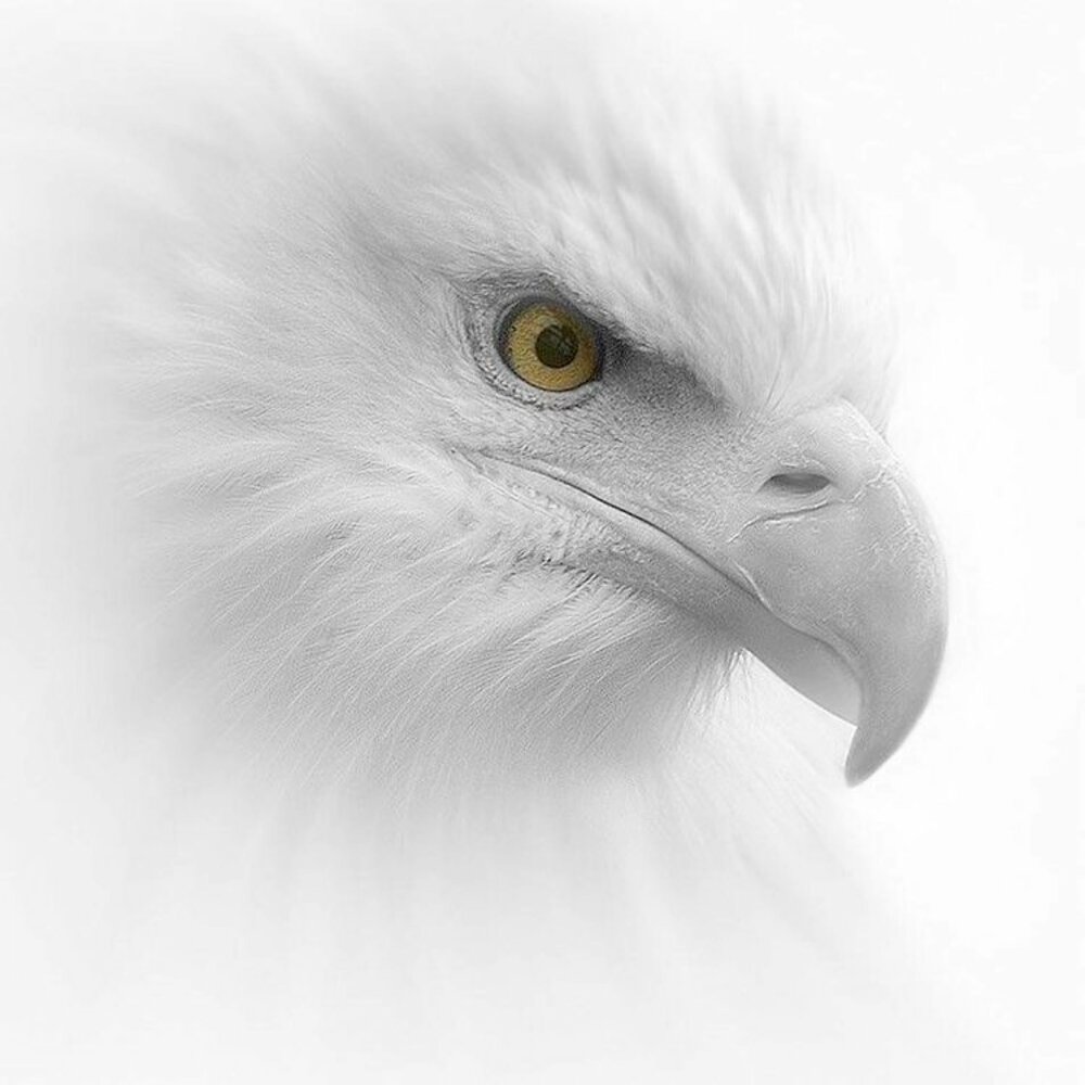 White eagle. Орлан альбинос. Беркут альбинос. Белый Орел птица. Орел Беркут альбинос.