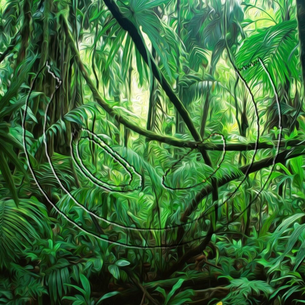 Сухой тропический лес