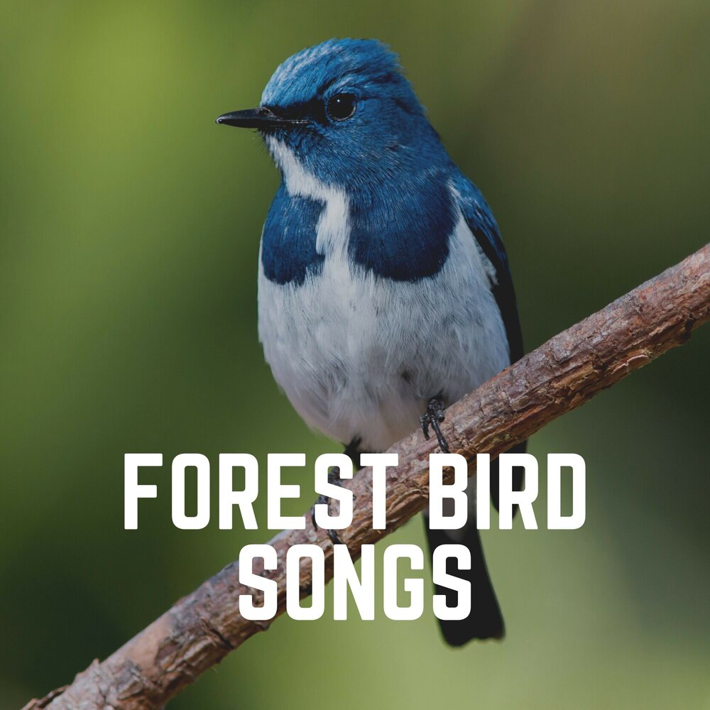 Listening birds. Bird Sound. Birds singing. Bird Sounds in English. Звуки птиц.