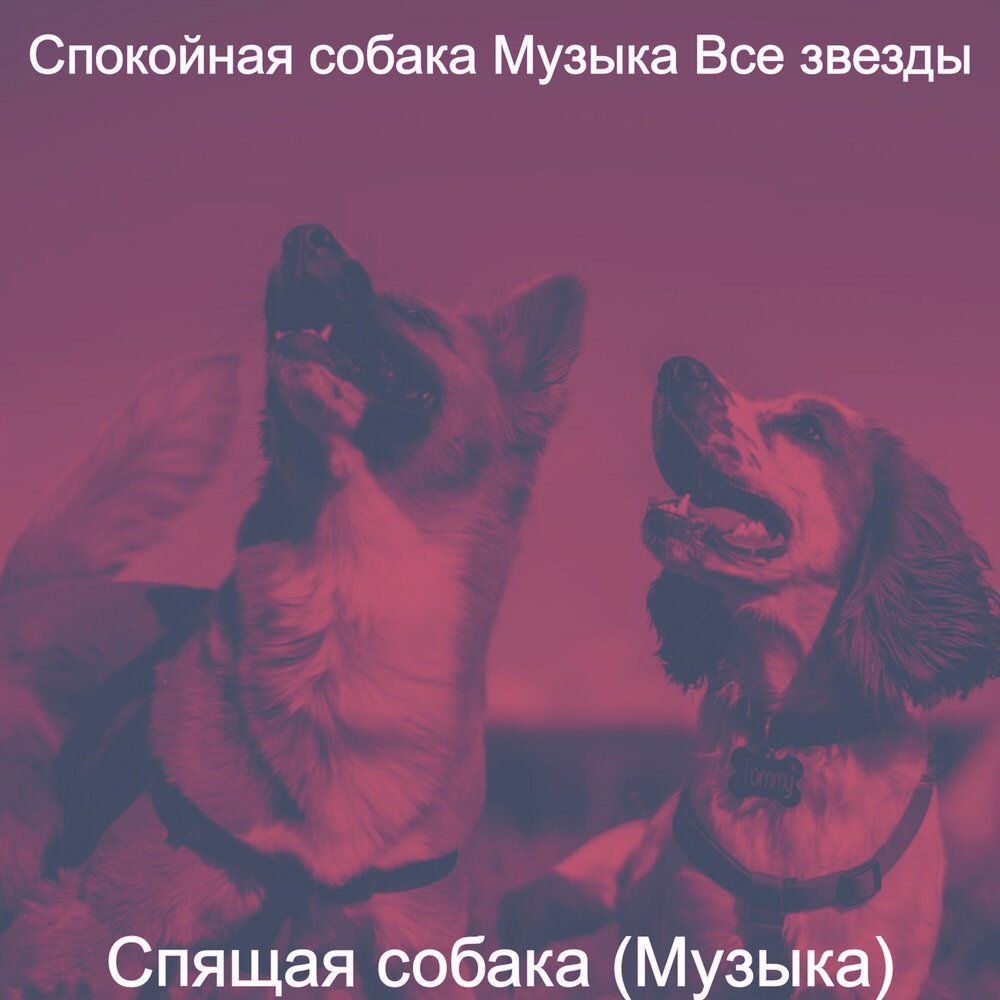 Песня она собака. Щенки песни. Песня пес. Песня купи собаку. Никогда щенки песня.