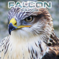 Relaxing Nature Sound