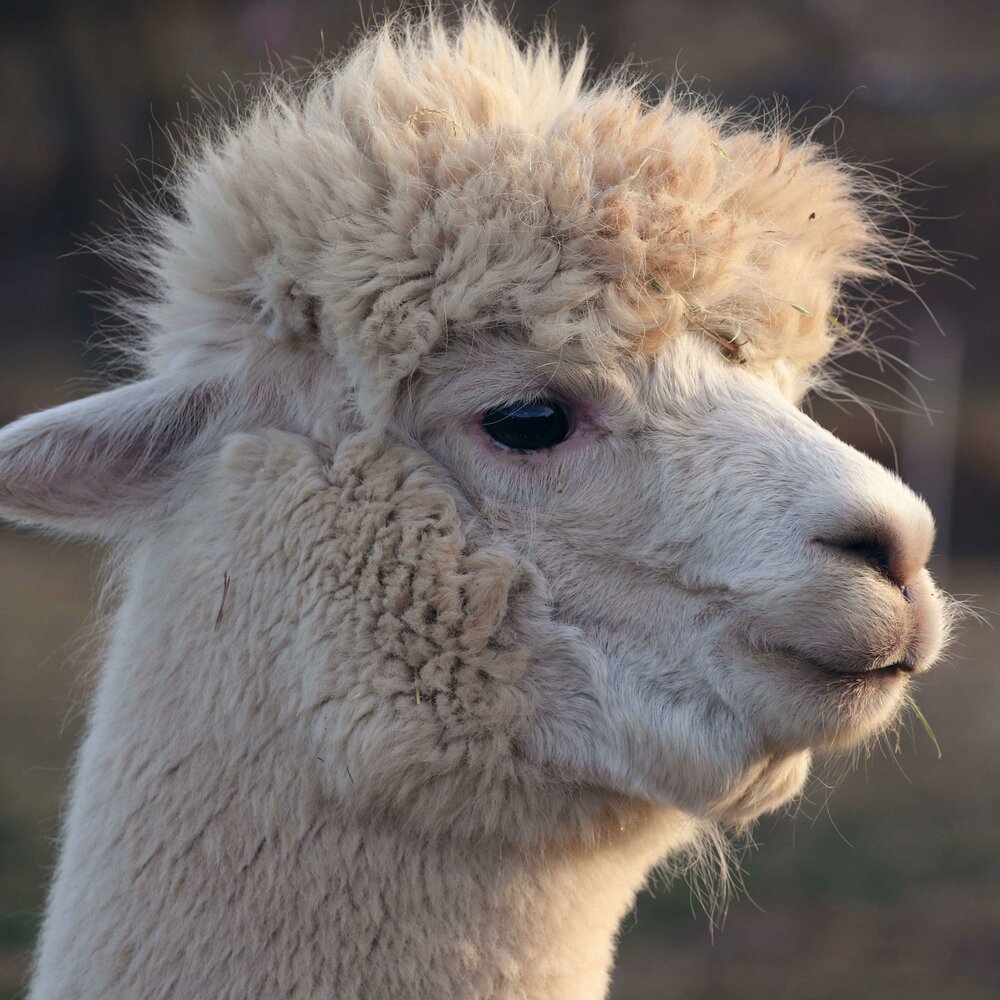 YandexMusic profile picture