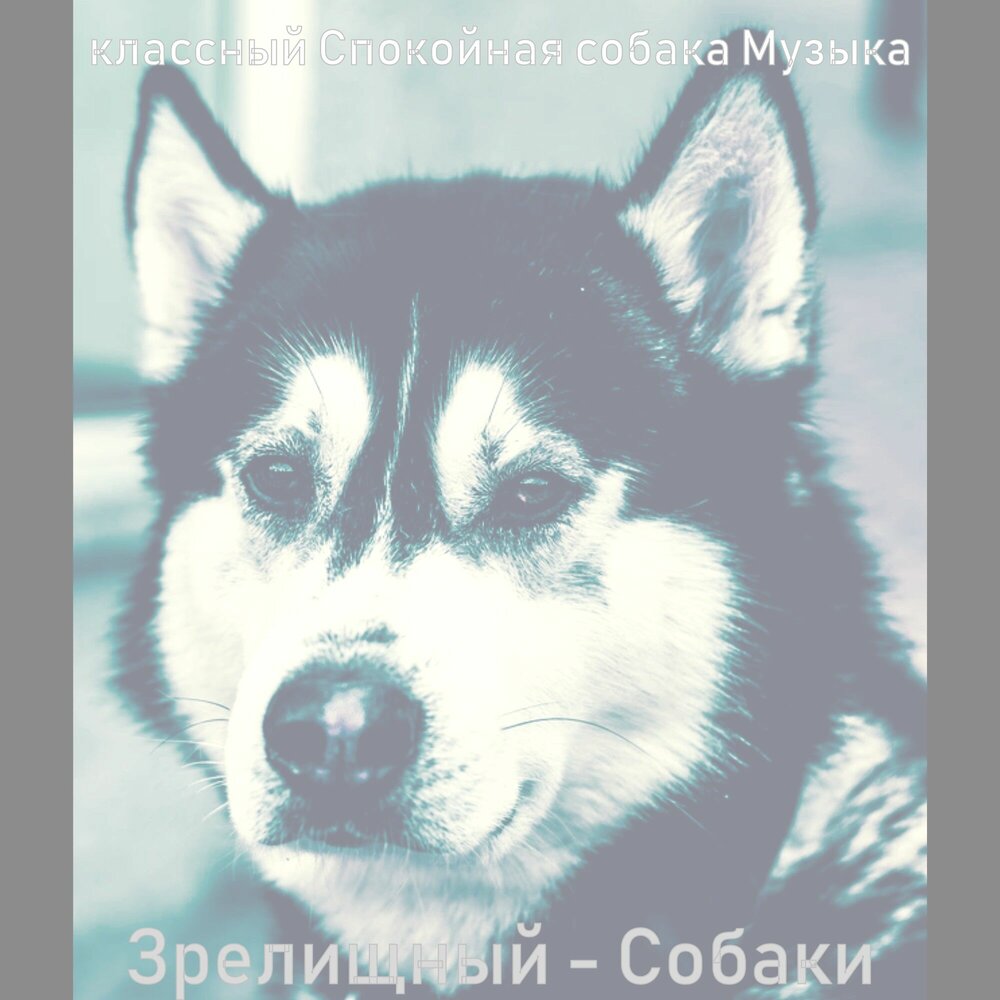 Песня она собака. Пёсик песня. Песня на альбоме собака. Музыкальная собака Умка.