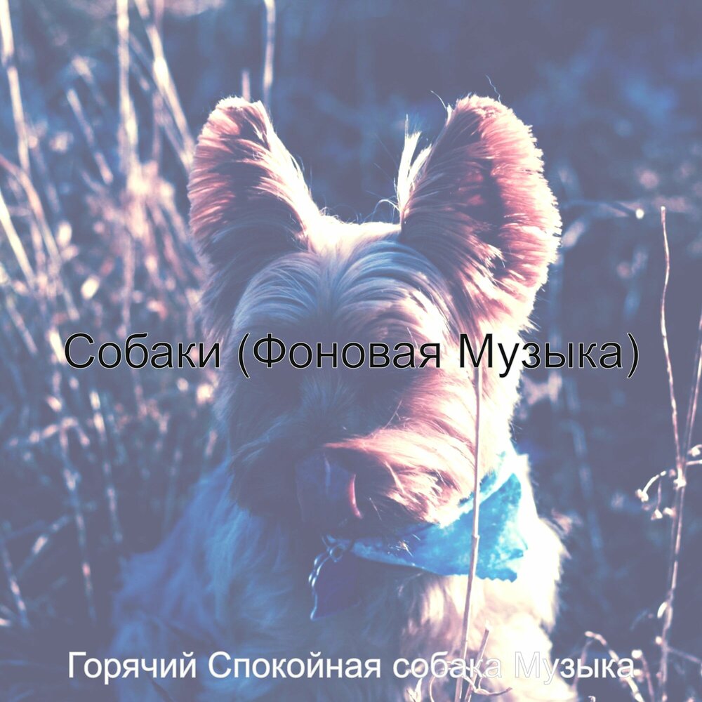 Песня она собака. Sobaka музыка. Пёсик песня. Песня пёсик vtkfyf [fvtryrj.