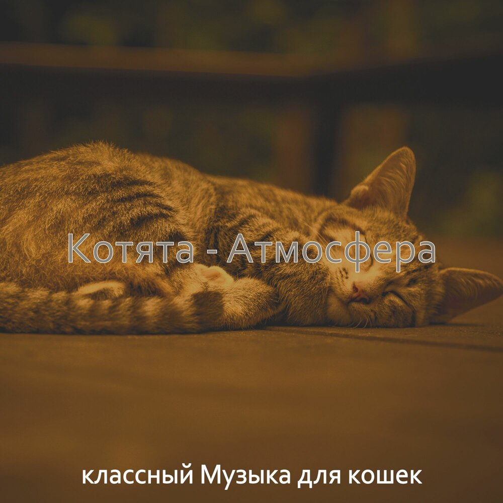 Кошачьи звуки для кошки слушать. Музыка для кошек. Музыка для кошек слушать на кошачьем языке. Дрессированный кот люкс. Расслабляющие звуки для кошек.