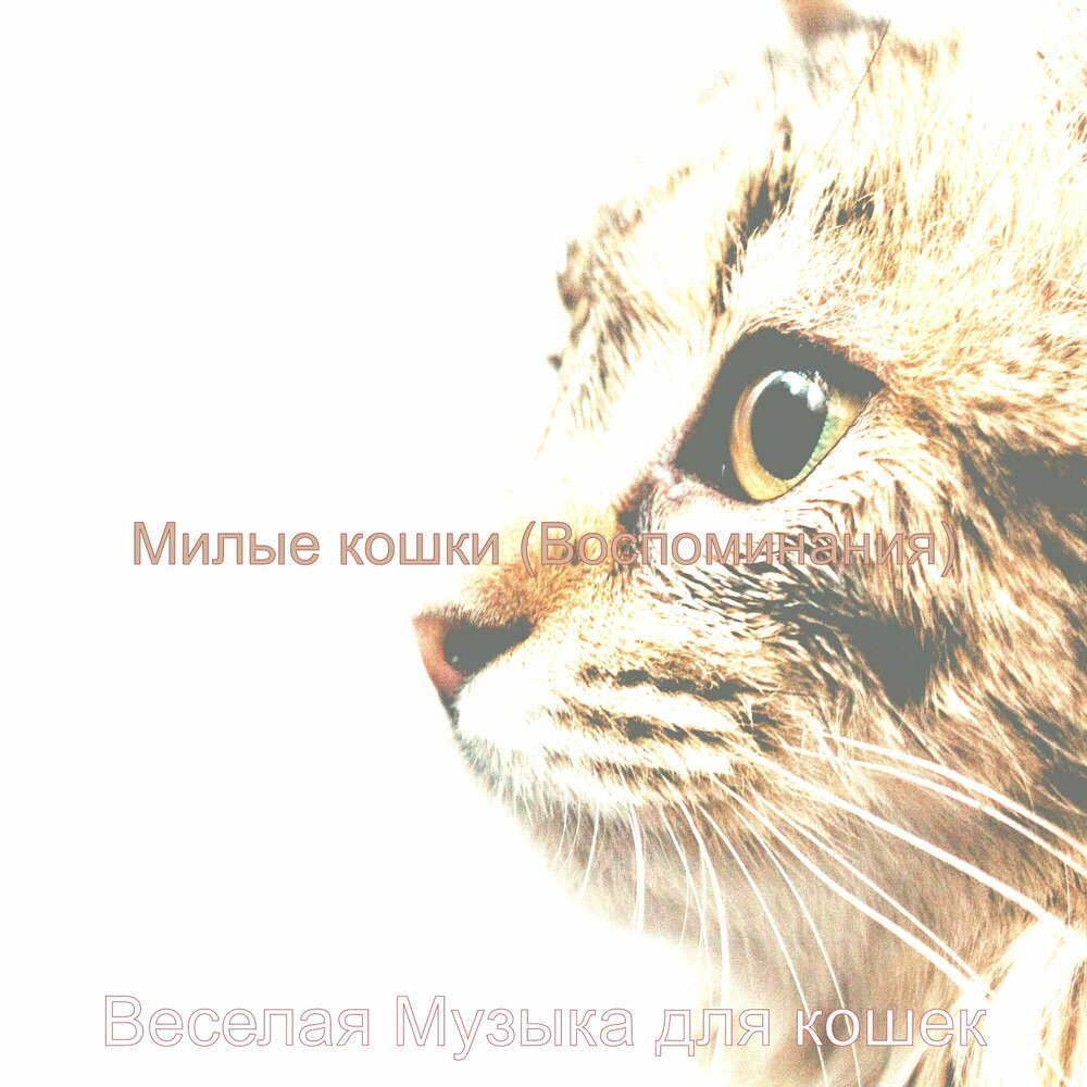 Кошечка Помни фотография. Memory слушать кошки. Песня веселая кошка