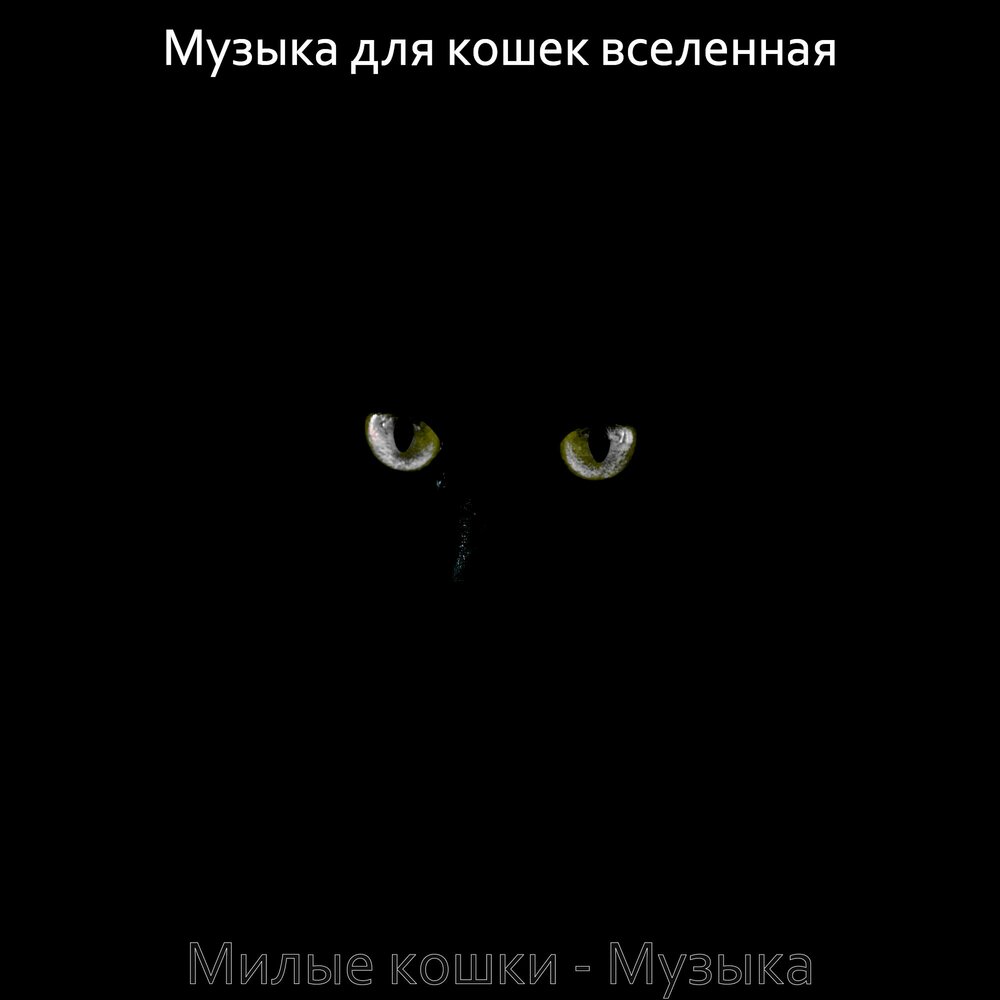 Усыпляющая музыка для кошек. Белый котенок на улице. Мяу мяу мяу ты меня променял. Сумасшедшая гармошка. Променял на ободранную кошку.