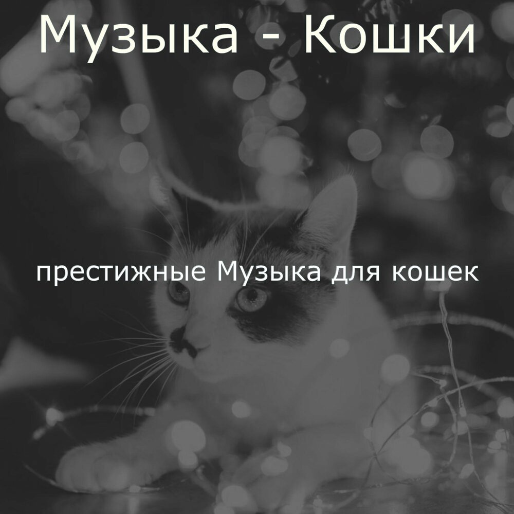 Песни моя кошка. Мелодия кошка. Песня рыжий кот. Самая милая песня кошечек. Песня кошки тэрезы.