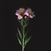 artist-cover