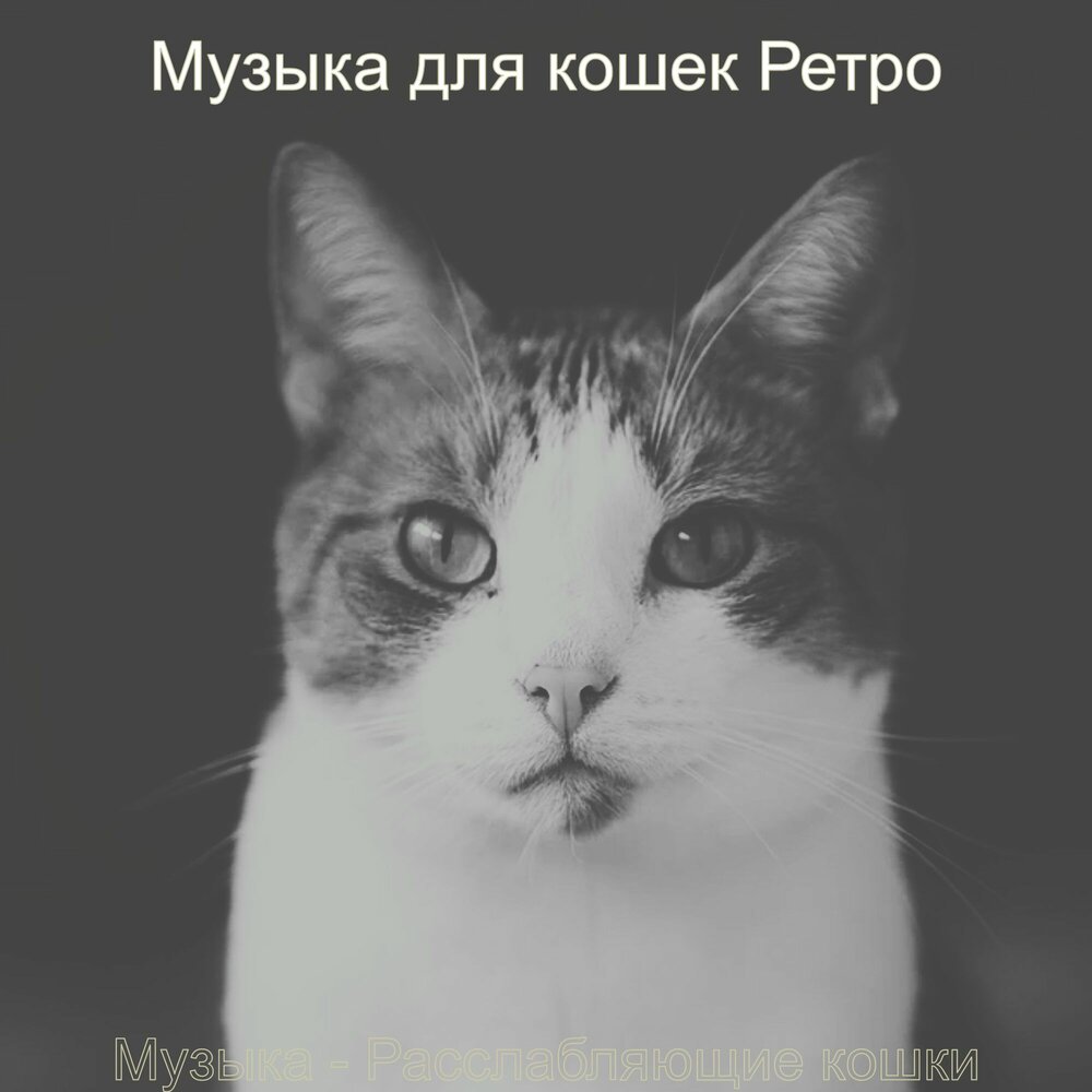 Усыпляющая музыка для кошек. Kitty cat песня. Песни моя кошка. Песня про кошку. Я тебя люблю кошечка моя.