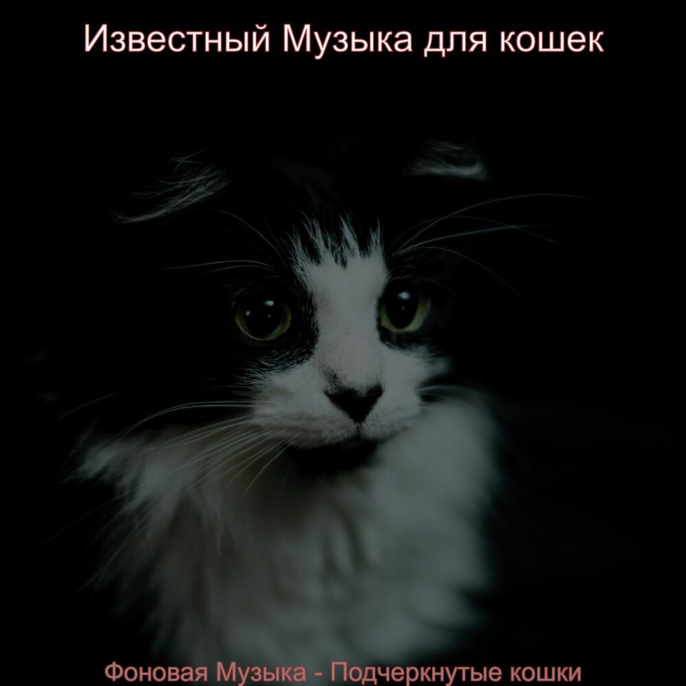 Музыка для кошек слушать. Звуки кошки слушать для кошки. Музыка для кошек слушать на кошачьем языке. Коши слушать. Визг кошки слушать.