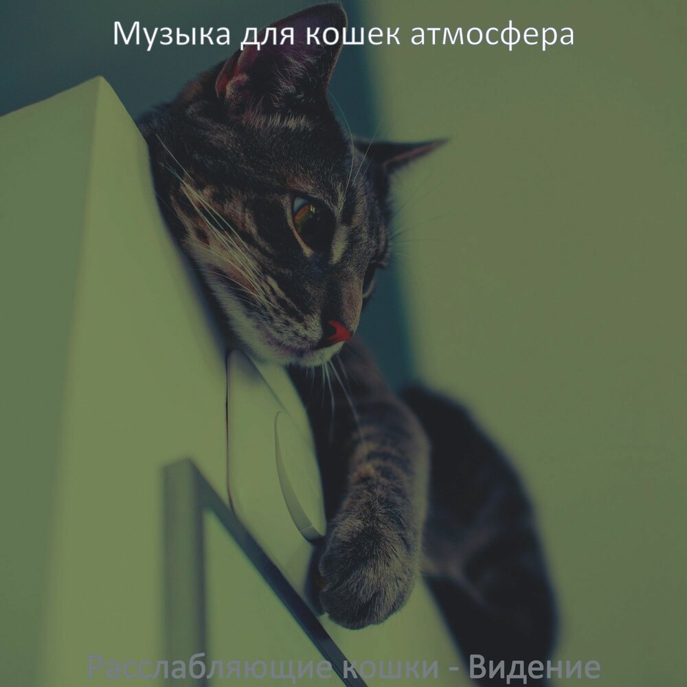 Есть музыка кошек. Музыка для кошек. Кошачья музыка для кошки. Мелодия кошка. Кошки и спокойная музыка.