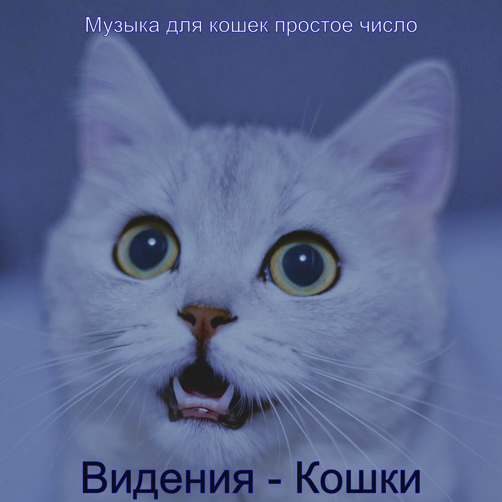 кошачья музыка для кошки. просто кошки. звук который притягивает кошек. кошки это кошки песня. песня про котят.