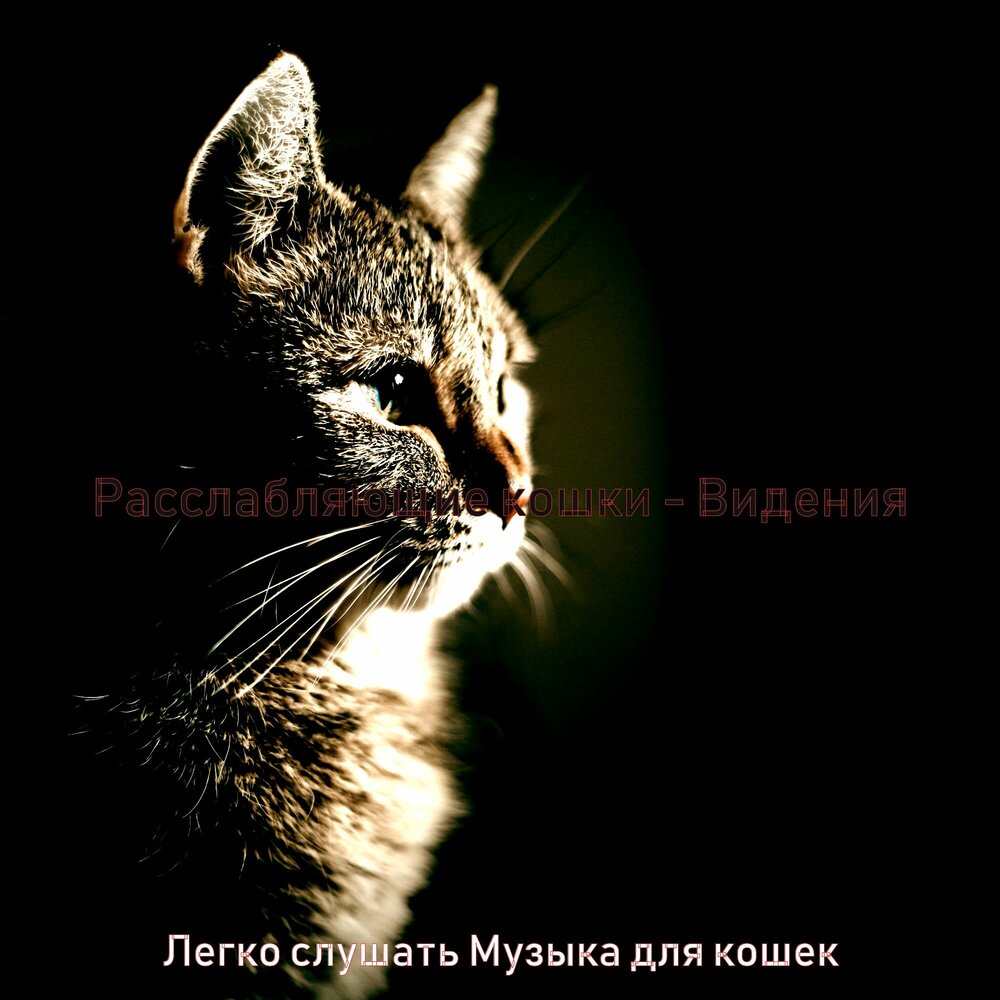 Музыка для кошек слушать на кошачьем языке. Музыка для кошек. Академик с кошкой. Мягкие коты песня. Звук кошки.