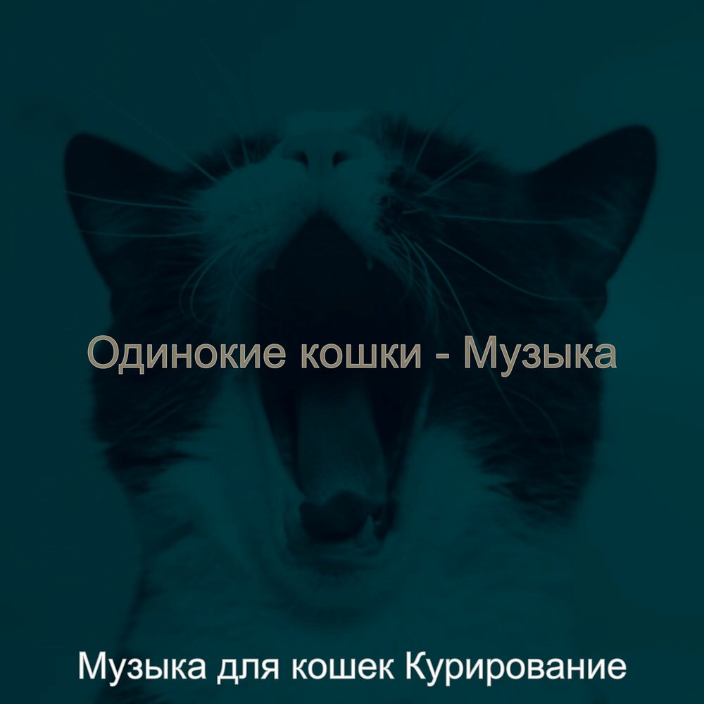 Мяу жрать. Кошки cat enough песня. Мяу мяу мяу ты меня променял на какую-то. Мяу ты. Песня про кошку.
