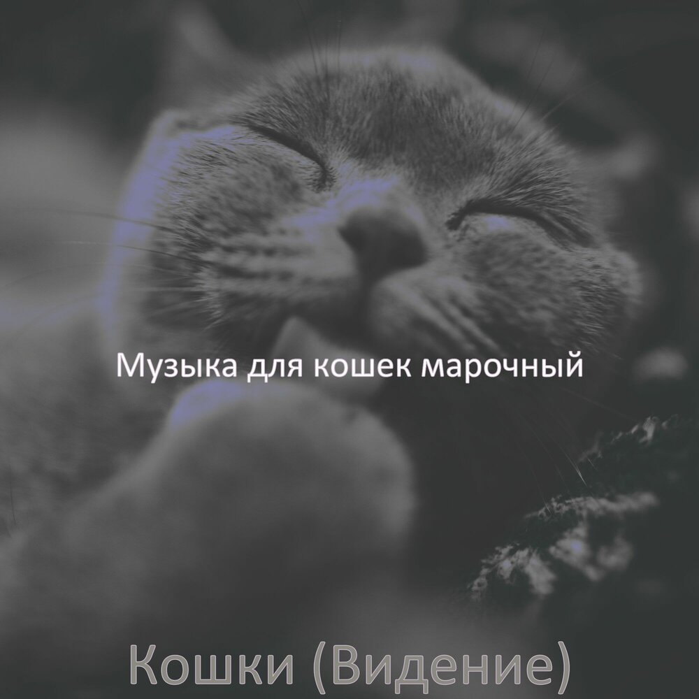 Песня котик. Мелодия котят слушать.