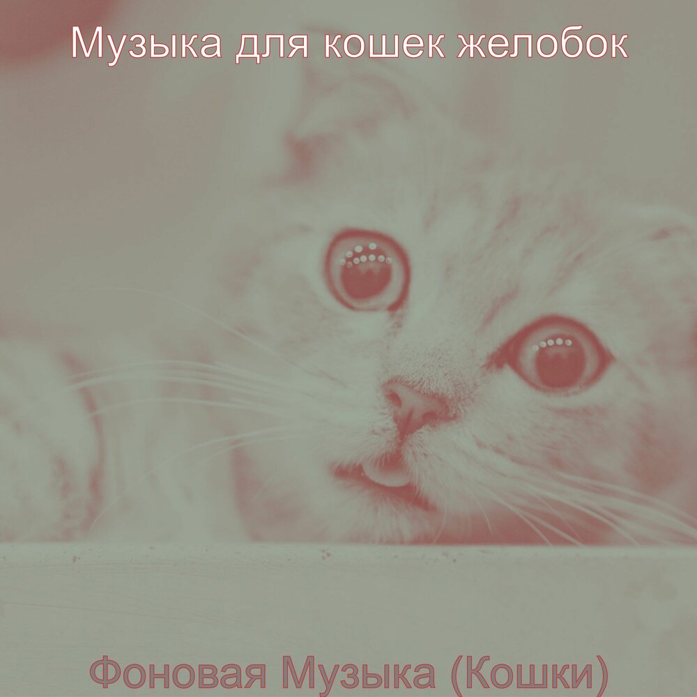 Музыка музыка кошка моя. Музыка музыка кошка моя. Жалостливая песня про кошку. Сперва люкс кошачий. Музыка музыка кошка моя.