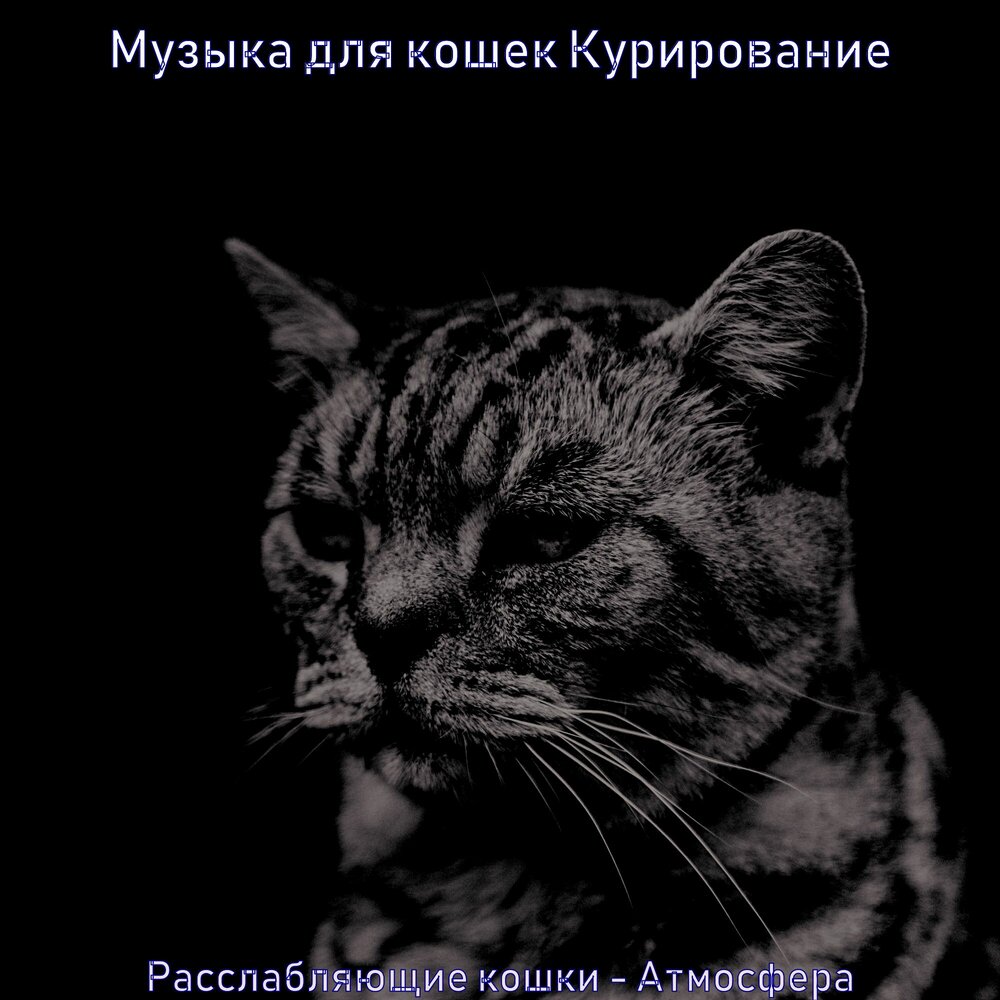 Кошка песня слушать. Песня про кошку. Песни про кошек. Расслабляющая музыка для котят. Расслабляющая музыка для кошек.