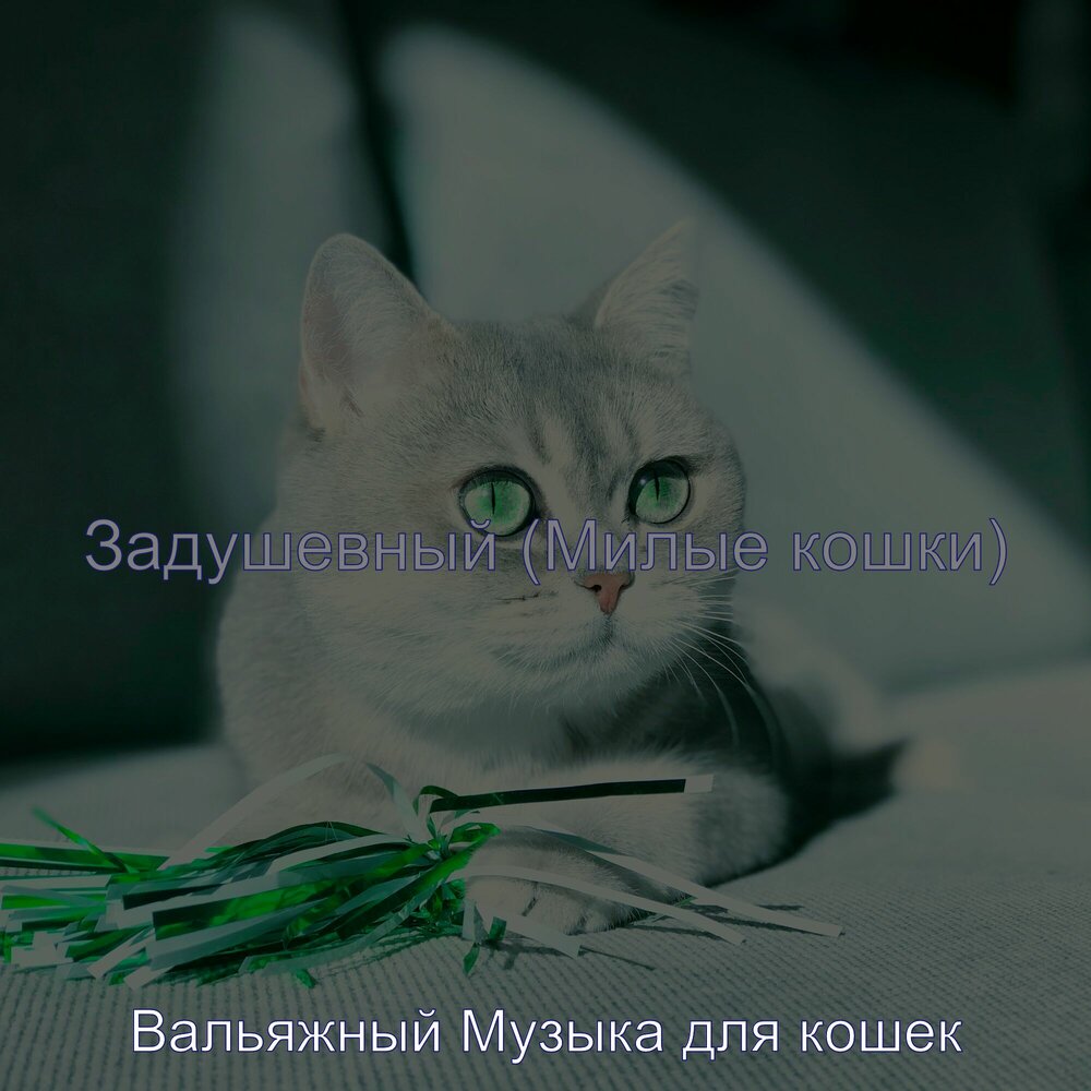 Музыка для котят успокаивающая. Звук для кота успокаивающий. Музыка для сна кошек. Котик музыкальный пушистый. Успокаивающая музыка для кошек слушать.