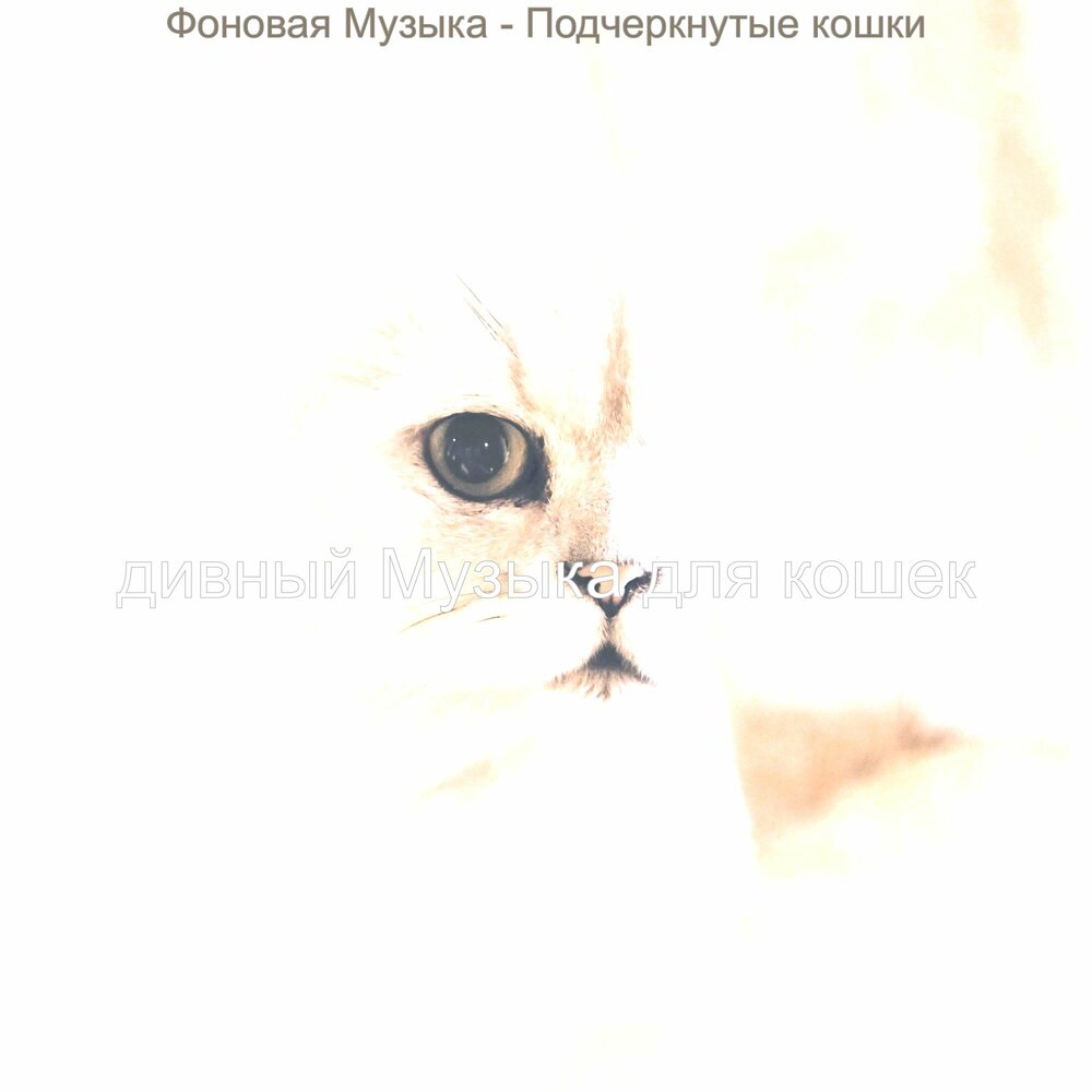 Котик дивный песня. Ночное видение кошка. Котик дивный песня. Благинский котенок слушать. Котик дивный песня.