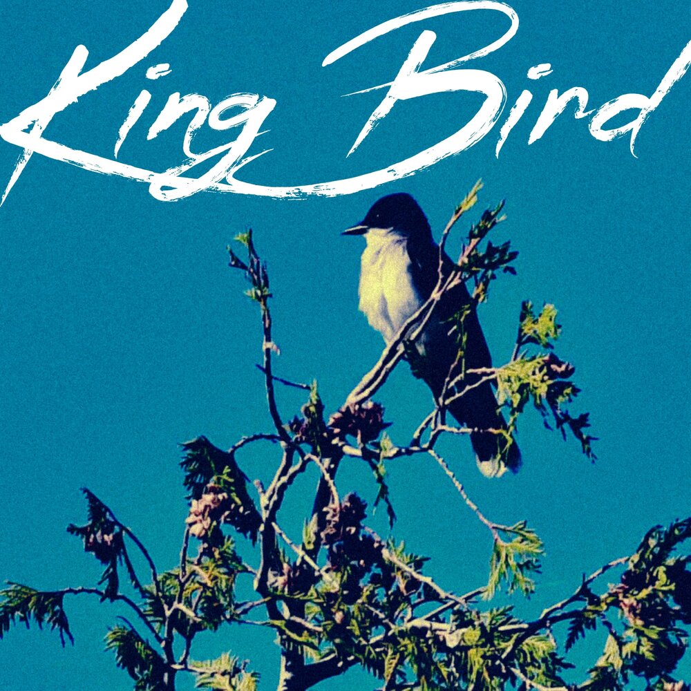 The kings bird. The King's Bird.