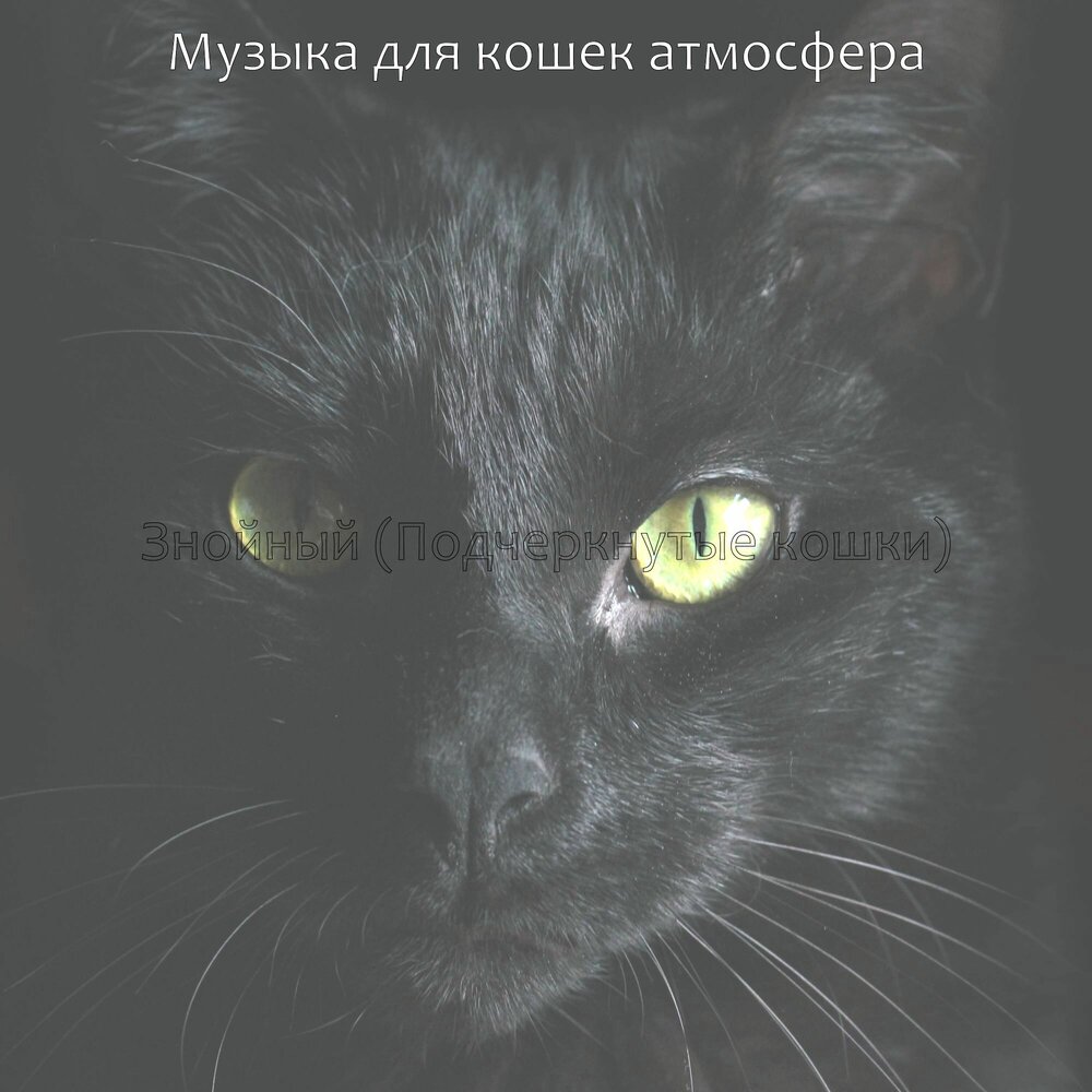 Мелодия кошка. Мелодия кошка. Песни про кошек. Кошачья музыка для кошки слушать. Кошачья музыка для кошки слушать.